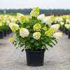 Limelight panicle hydrangea shrub with large green white and pink cone-shaped blooms