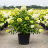 Limelight hydrangea flowering hedge in landscape with seasonal color transitions