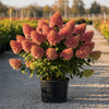 ‘Limelight’ Panicle Hydrangea #3 Gal (Hydrangea paniculata)