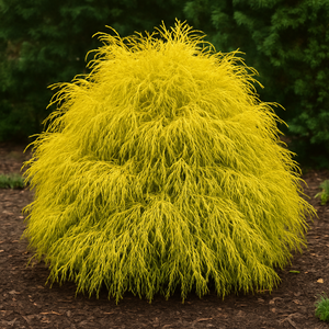 Gold Thread Cypress (Chamaecyparis pisifera ‘Filifera Aurea’) #3 15-18"
