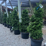 Hinoki Cypress ‘Kosteri’ (Chamaecyparis obtusa ‘Kosteri’) 3Gallon