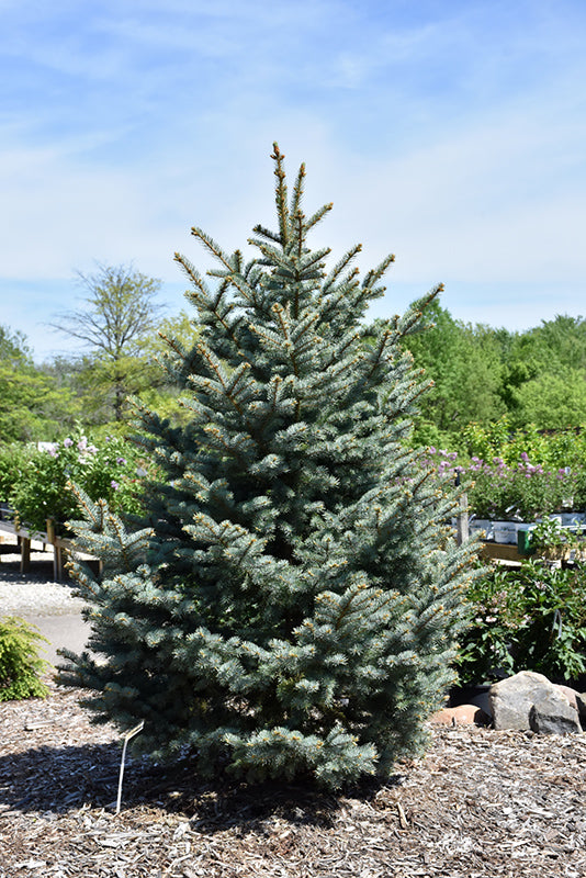 Bakeri Blue Spruce  Picea pungens 'Bakeri' 4-5'