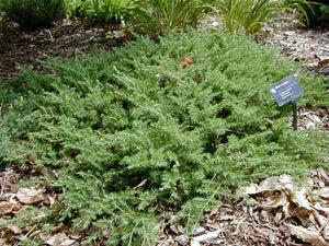 3Gal Blue Pacific Juniper (Juniperus conferta 'Blue Pacific') 15-18"