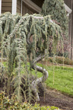 Cedrus atlantica 'Glauca Pendula' Weeping Blue Atlas Cedar