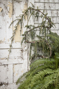 Cedrus atlantica 'Glauca Pendula' Weeping Blue Atlas Cedar