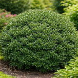 Compact Japanese Holly shrub with dense green foliage used for hedge or border planting