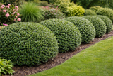 Compact Japanese Holly shrub with dense green foliage used for hedge or border planting