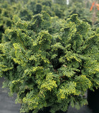 Hinoki Cypress ‘Kosteri’ (Chamaecyparis obtusa ‘Kosteri’) 3Gallon