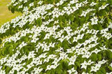Kousa Dogwood Multi-Stem (Cornus kousa) 8/10'