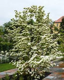 Kousa Dogwood Multi-Stem (Cornus kousa) 8/10'