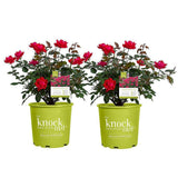 Knock Out® Rose – 3 Gallon – Red, Pink, White