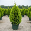 Emerald Green Arborvitae privacy hedge planting