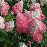 Vanilla Strawberry hydrangea tree with large white and pink cone-shaped blooms