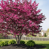 Forest Pansy Redbud tree with purple leaves and bright pink spring flowers in landscape

