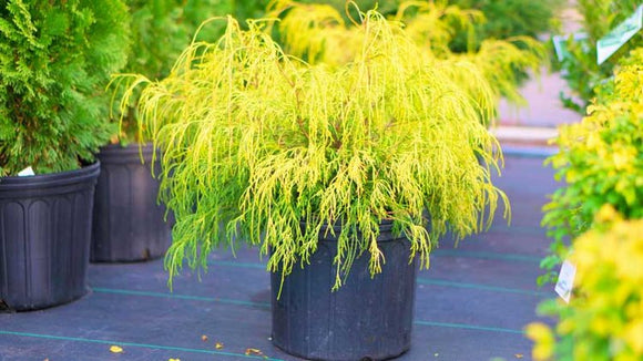 Gold Thread Cypress (Chamaecyparis pisifera ‘Filifera Aurea’) #3 15-18