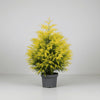 Gold Hinoki Cypress shrub with bright golden foliage and compact mounding form

