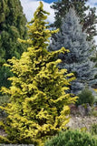 🌿 Gold Hinoki Cypress (Chamaecyparis obtusa ‘Nana Lutea’)