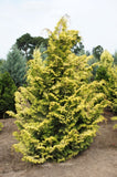 Gold Hinoki Cypress (Chamaecyparis obtusa ‘Aurea’ or ‘Gold Hinoki’) #3
