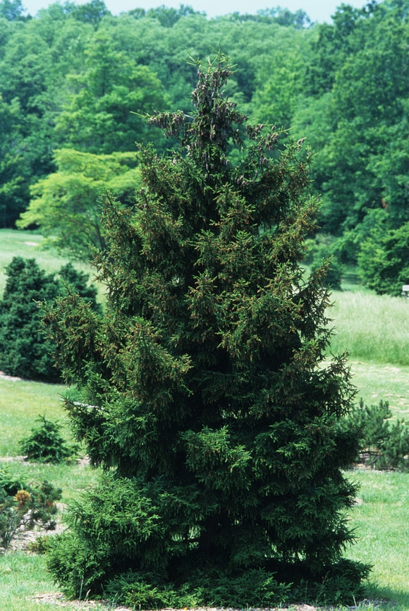 Picea orientalis 'Gowdy' B&B/CT 24-30