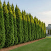 🌲 Green Giant Arborvitae (Thuja standishii × plicata ‘Green Giant’)