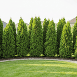 Green Leyland Cypress privacy tree with dense evergreen foliage in burlap root ball, fast growing hedge tree for landscaping