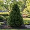 Hinoki Cypress Gracilis evergreen tree with upright pyramidal form and dark green foliage

