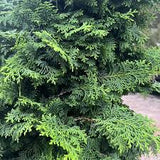 Hinoki Cypress ‘Kosteri’ (Chamaecyparis obtusa ‘Kosteri’) 3Gallon
