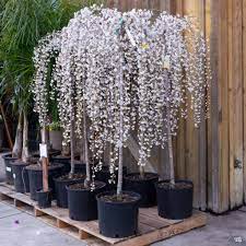 Snow Fountains Weeping Cherry Prunus x 'Snofozam'