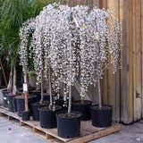 Snowfountain Cherry (Prunus x yedoensis 'Snowfountain')