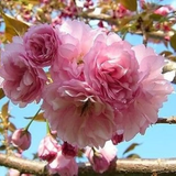 Kwanzan cherry tree with vibrant pink double blossoms in spring landscape

