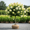 Limelight Hydrangea tree in landscape with green white and pink seasonal blooms