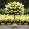 Limelight Hydrangea tree with large cone-shaped blooms and upright tree form
