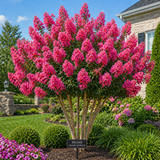 Crape Myrtle Standard Trees – 15 & 30 Gallon – Multiple Colors Available