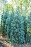 Juniperus scopulorum 'Moonglow' 6/7'