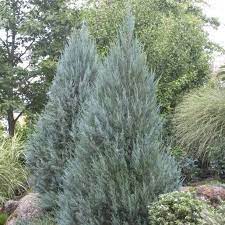 Juniperus scopulorum 'Moonglow' 6/7'