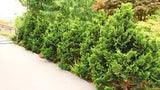 Hinoki Cypress ‘Gracilis Nana’ (Chamaecyparis obtusa ‘Gracilis Nana’) 3 Gal