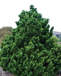 Hinoki Cypress ‘Gracilis Nana’ (Chamaecyparis obtusa ‘Gracilis Nana’) 3 Gal