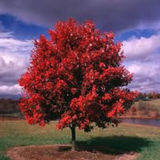 🍁 October Glory Maple (Acer rubrum ‘October Glory’)