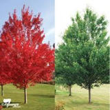 🍁 October Glory Maple (Acer rubrum ‘October Glory’)