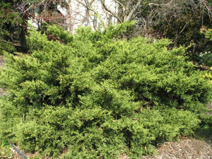3 Gal Juniperus × pfitzeriana 'Old Gold' 15-18"