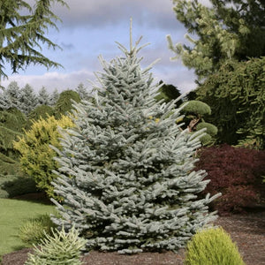 Fat Albert Spruce (Picea pungens 'Fat Albert')