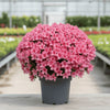 🌸 Flor Amore Azaleas – Red, Pink &amp; White
