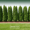 🌲 Privacy Tree Spacing Guide
