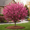 KV Purpleleaf Plum tree with pink flowers and deep purple foliage in spring landscape

