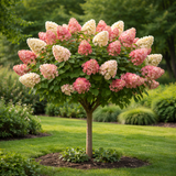 Quick Fire hydrangea tree with white pink and red cone-shaped blooms in tree form