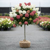Quick Fire hydrangea tree landscape focal point with early blooming flowers