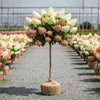 Quick Fire hydrangea tree landscape focal point with early blooming flowers