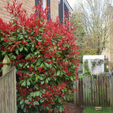 Red Tip Photinia shrub with bright red new growth and dense evergreen foliage