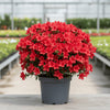🌸 Flor Amore Azaleas – Red, Pink &amp; White