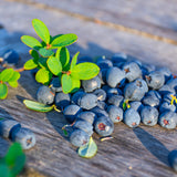 Sunshine Blue Blueberry Bush Vaccinium x 'Sunshine Blue' #5